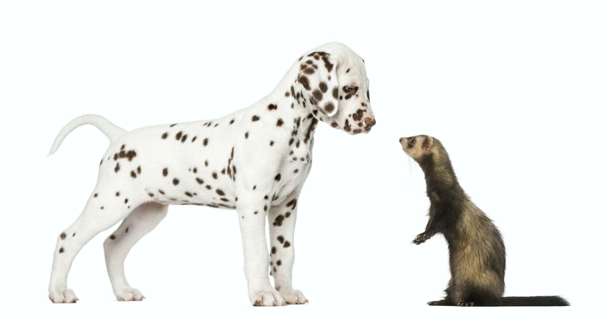 Dalmatian puppy standing and looking at a Ferret standing on hind legs